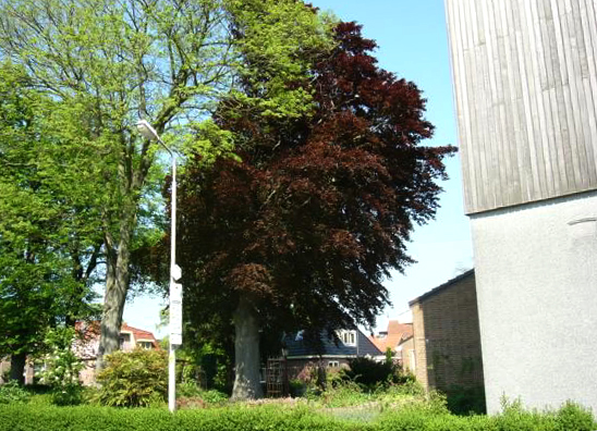 Hoofdstraat 262 beuk zomer