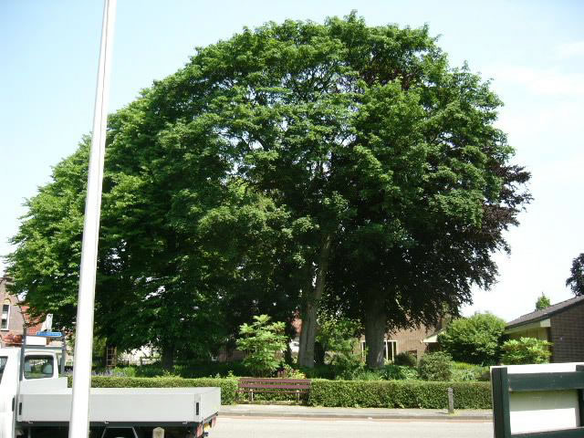 Hoofdstraat 262 esdoorn zomer