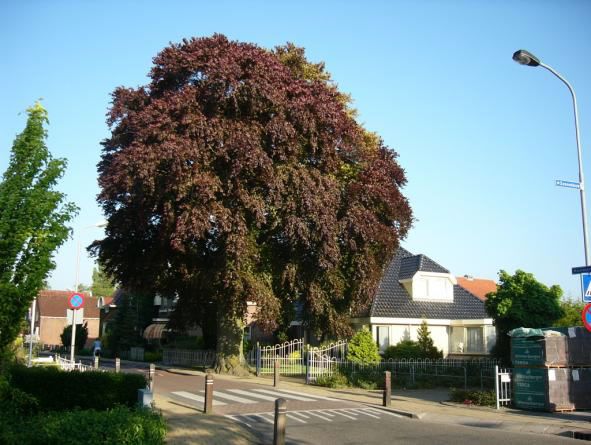 Hoofdstraat 45 beuk zomer