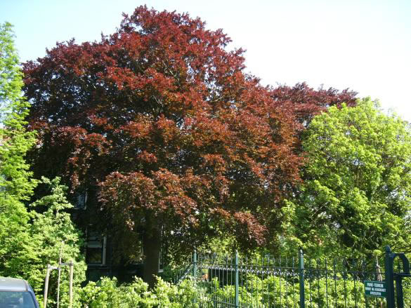 Zesstedenweg 187 zomer