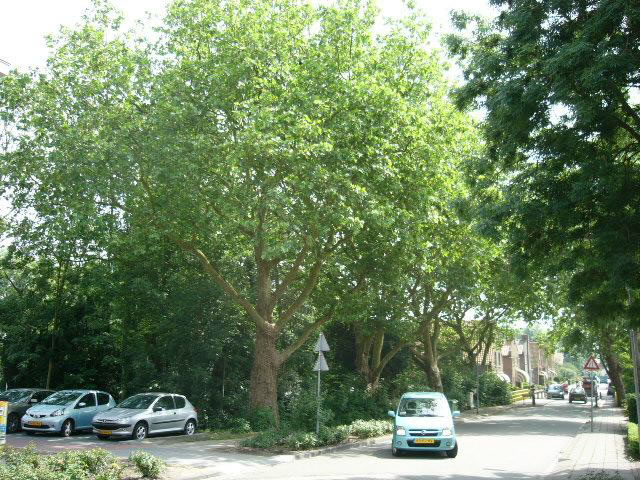 Zesstedenweg 205 4 platanen zomer