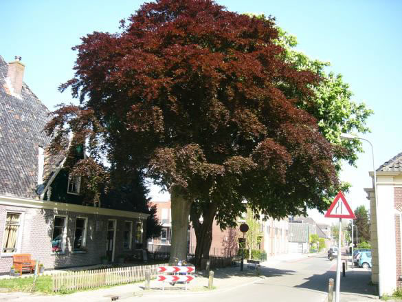 Zesstedenweg 214 beuk zomer