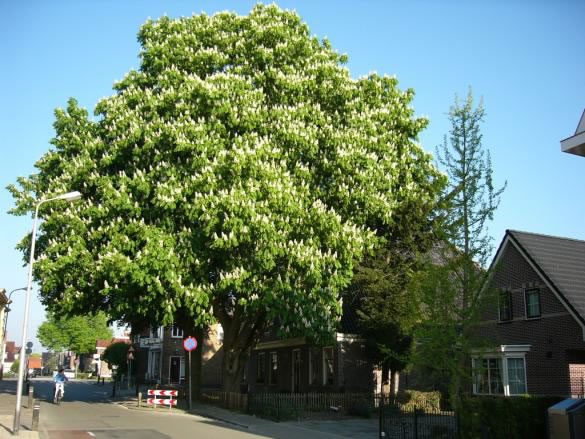 Zesstedenweg 214 zomer