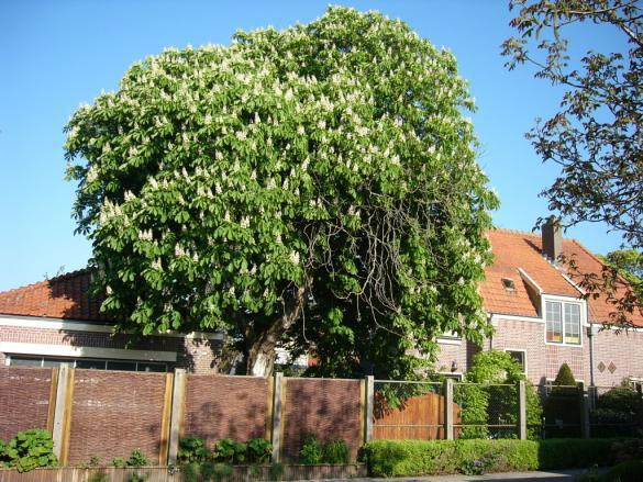 Zesstedenweg 261 zomer